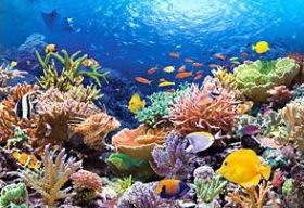 Coral Reef (Puzzle 1000 pezzi Castorland)