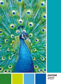 Puzzle Composizioni 1000 pezzi Clementoni Pantone 7466 Turquoise Peacock
