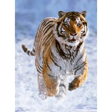 PUZZLE 500pz Ravensburger Tigre sulla Neve | Puzzle Animali