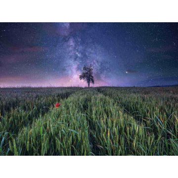 PUZZLE 1500pz Ravensburger Campo Stellato | Puzzle Paesaggi