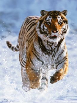 Puzzle Animali 500 pezzi Ravensburger Tigre sulla Neve