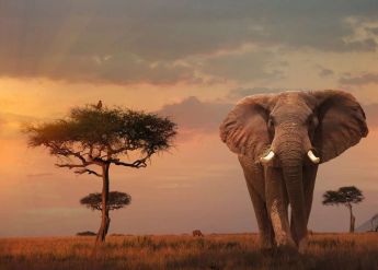 Puzzle Animali 1000 pezzi Ravensburger Elefante del Masai Mara